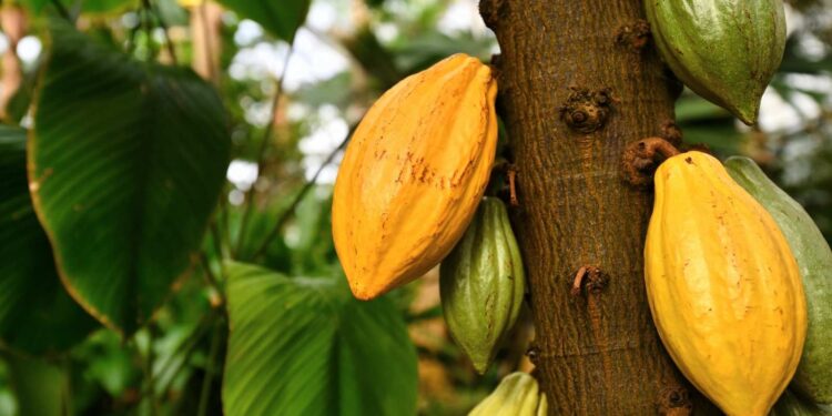 A cocoa field section of Rayumi Ltd